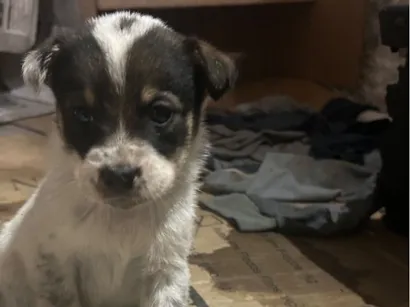 Cachorro raça SRD-ViraLata idade 2 a 6 meses nome fifi