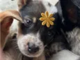 fifi