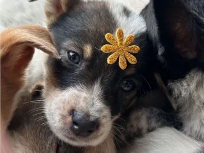 Cachorro raça SRD-ViraLata idade 2 a 6 meses nome fifi