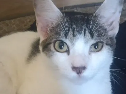 Gato raça SRD-ViraLata idade 1 ano nome Tonho