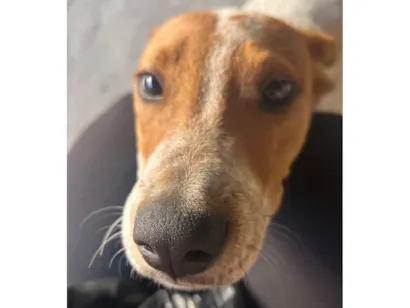 Cachorro raça SRD-ViraLata idade 7 a 11 meses nome Caramelo
