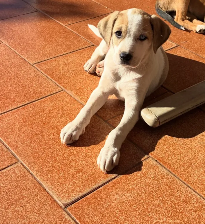 Cachorro raça SRD-ViraLata idade 2 a 6 meses nome Luk , estrelinha 