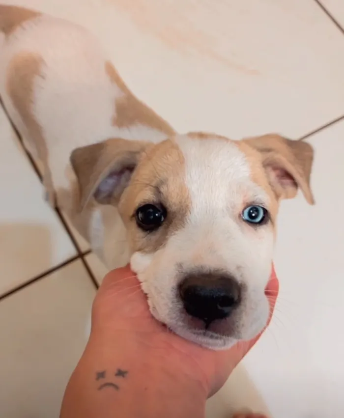Cachorro raça SRD-ViraLata idade 2 a 6 meses nome Luk , estrelinha 