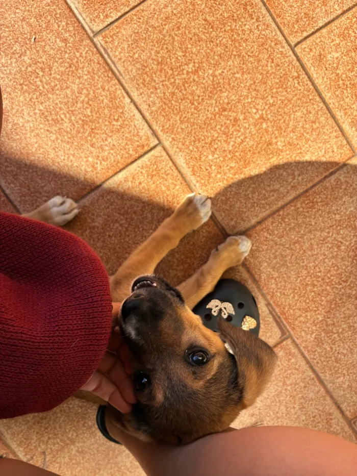Cachorro raça SRD-ViraLata idade 2 a 6 meses nome Luk , estrelinha 