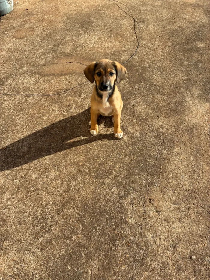 Cachorro raça SRD-ViraLata idade 2 a 6 meses nome Luk , estrelinha 