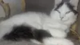 Ceguinho 