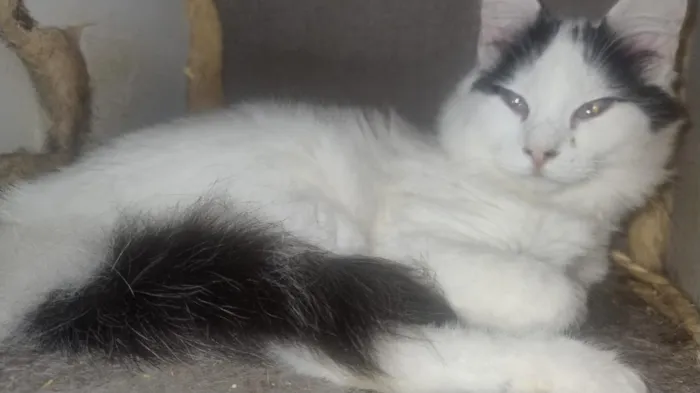 Gato raça SRD-ViraLata idade 1 ano nome Ceguinho 