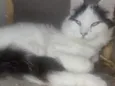 Ceguinho 