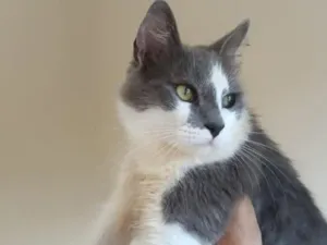 Gato raça SRD-ViraLata idade 2 anos nome Fred