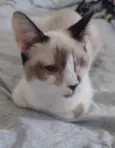 Caolhinho