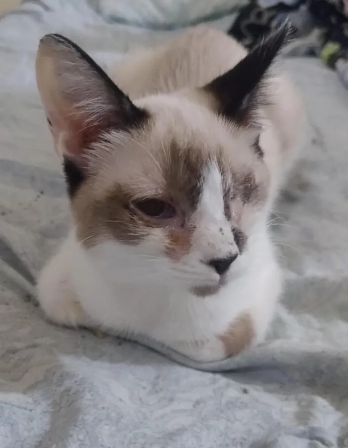 Gato raça SRD-ViraLata idade 7 a 11 meses nome Caolhinho