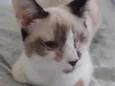 Caolhinho