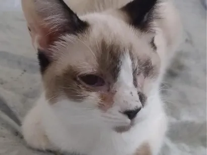 Gato raça SRD-ViraLata idade 7 a 11 meses nome Caolhinho