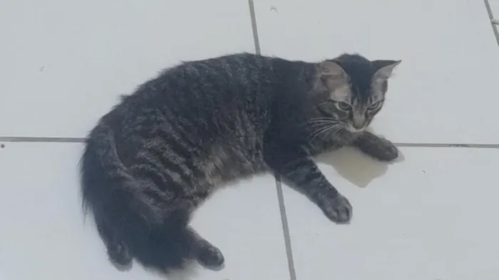 Gato raça SRD-ViraLata idade 1 ano nome Floquinho