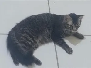 Gato raça SRD-ViraLata idade 1 ano nome Floquinho