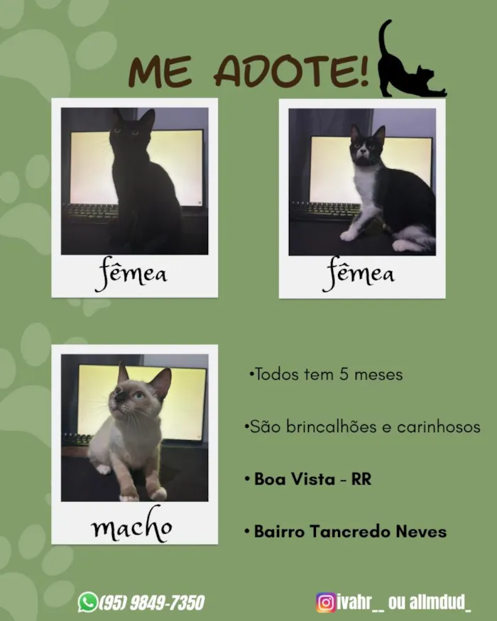 Gato raça SRD-ViraLata idade 2 a 6 meses nome nenhum