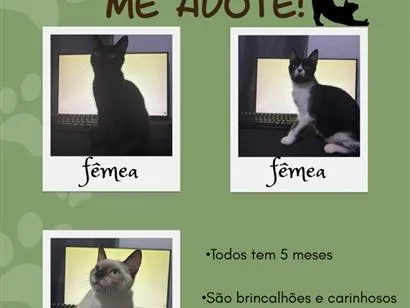 Gato raça SRD-ViraLata idade 2 a 6 meses nome nenhum