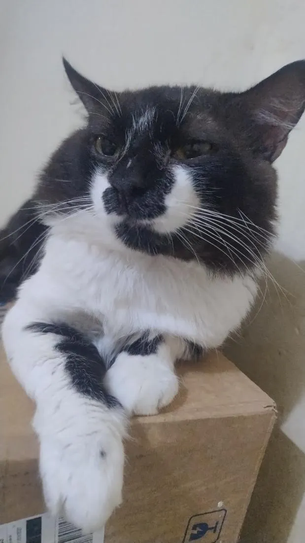 Gato raça SRD-ViraLata idade 3 anos nome Preto