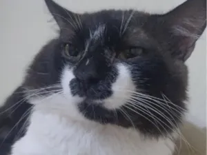 Gato raça SRD-ViraLata idade 3 anos nome Preto