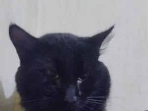 Gato raça SRD-ViraLata idade 1 ano nome Salém 