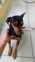 pretinha 