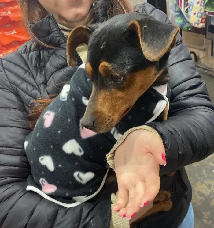 Cachorro raça SRD-ViraLata idade 2 a 6 meses nome pretinha 