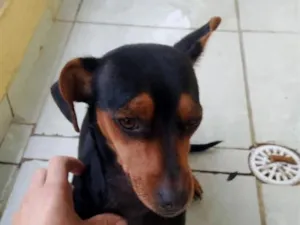 Cachorro raça SRD-ViraLata idade 2 a 6 meses nome pretinha 