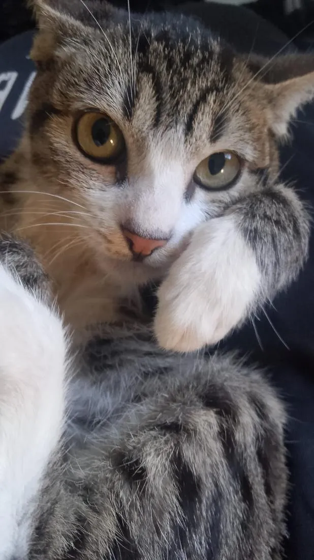 Gato raça SRD-ViraLata idade 2 a 6 meses nome Lua