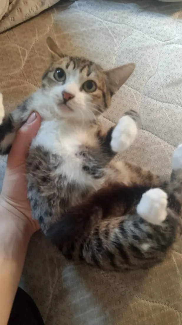 Gato raça SRD-ViraLata idade 2 a 6 meses nome Lua