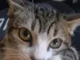 Lua