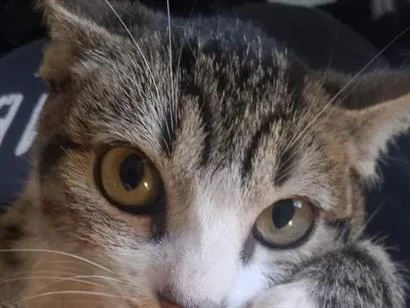 Gato raça SRD-ViraLata idade 2 a 6 meses nome Lua