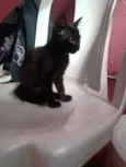 Marialva