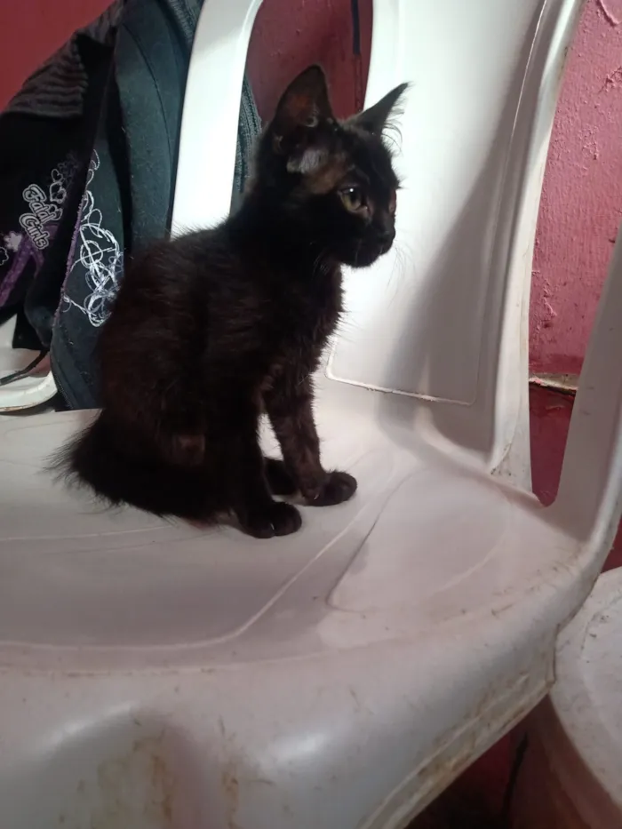 Gato raça SRD-ViraLata idade 2 a 6 meses nome Marialva