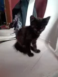 Marialva