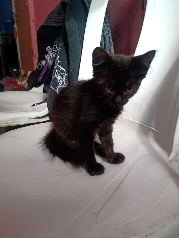 Gato raça SRD-ViraLata idade 2 a 6 meses nome Marialva