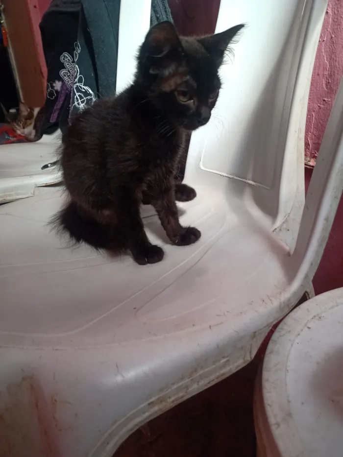 Gato raça SRD-ViraLata idade 2 a 6 meses nome Marialva