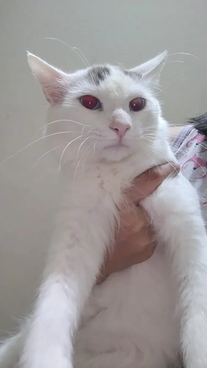 Gato raça SRD-ViraLata idade 1 ano nome Branco 