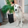 Floquinho
