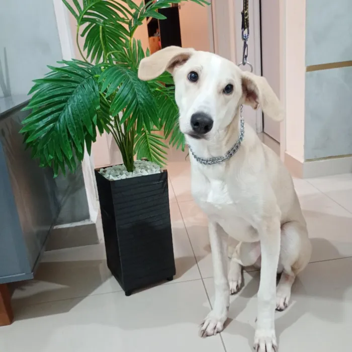 Cachorro raça SRD-ViraLata idade 7 a 11 meses nome Floquinho