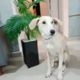 Floquinho