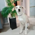 Floquinho