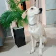 Floquinho