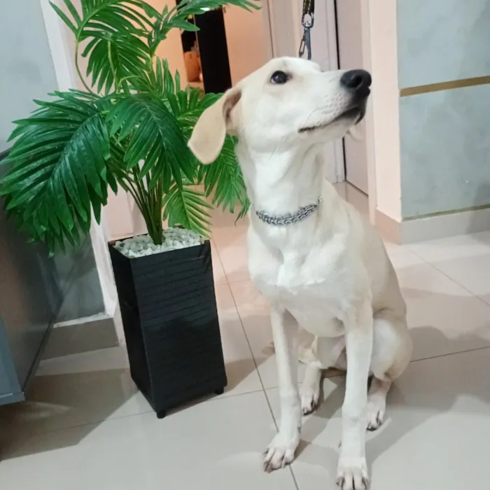 Cachorro raça SRD-ViraLata idade 7 a 11 meses nome Floquinho