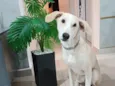 Floquinho