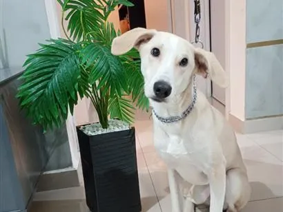 Cachorro raça SRD-ViraLata idade 7 a 11 meses nome Floquinho