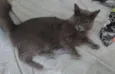 Cinzinha 