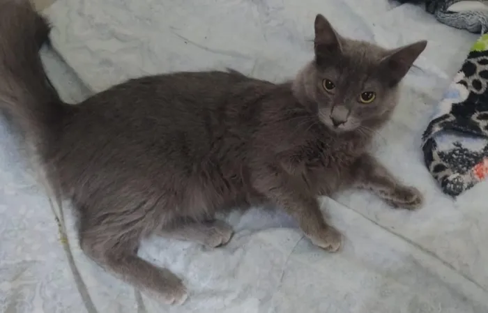 Gato raça SRD-ViraLata idade 7 a 11 meses nome Cinzinha 