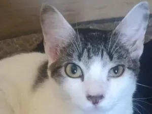 Gato raça SRD-ViraLata idade 1 ano nome Tonho