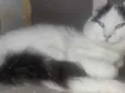 Ceguinho 