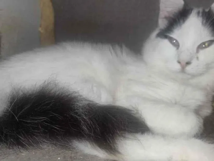 Gato raça SRD-ViraLata idade 1 ano nome Ceguinho 
